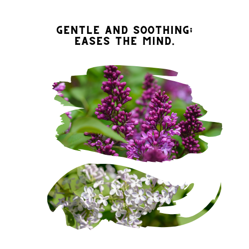 French Lilac Mist
